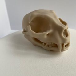 Schädelkatze