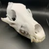 wolf schedel
