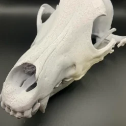 wolf schedel